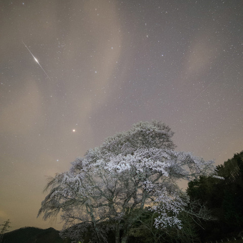 イリジウムフレアと御所桜