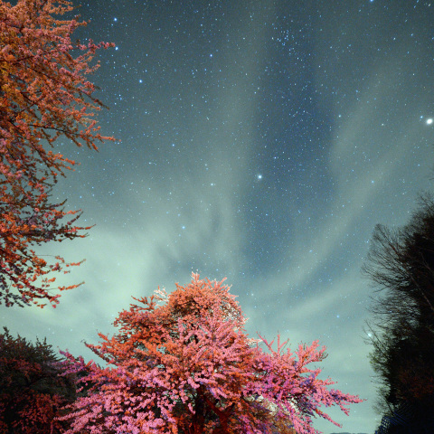 オーラを放つ荘川桜