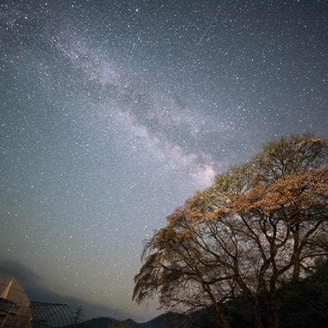 御所桜と天の川