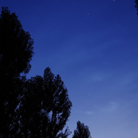 ポプラ並木の向こうに彗星 7/20