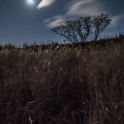 月と金星みる樹