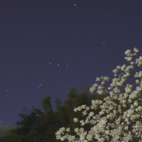 木蓮とオリオン