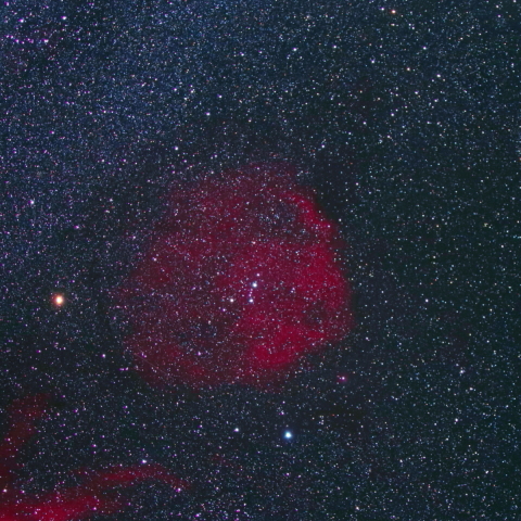 エンゼルフィッシュ