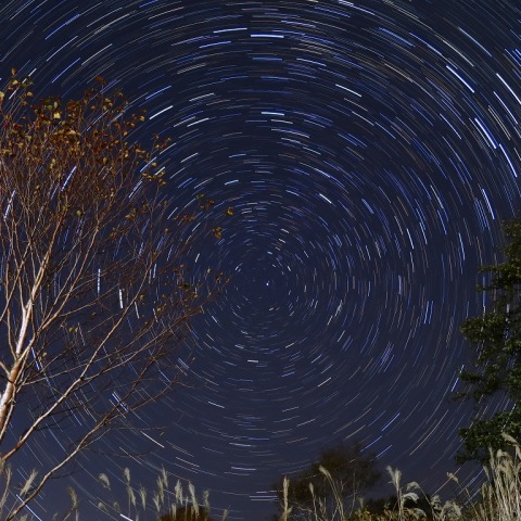 北天に映える白樺