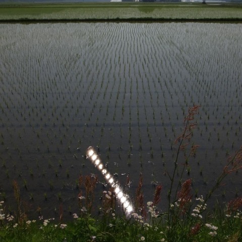 水田に映る金環日食