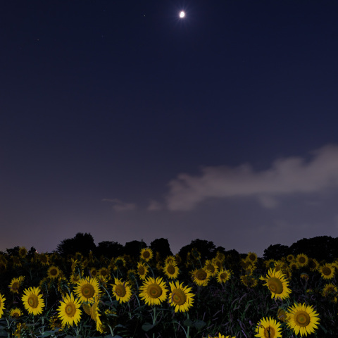 惜夏(月と土星の接近とひまわり)