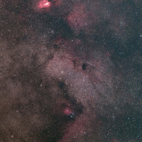 M17とバンビの横顔