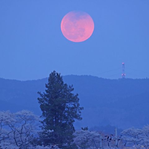 月の出食と棚倉城の桜