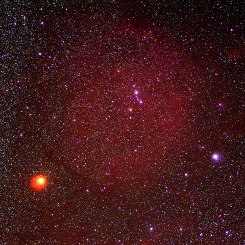 エンゼルフィッシュ