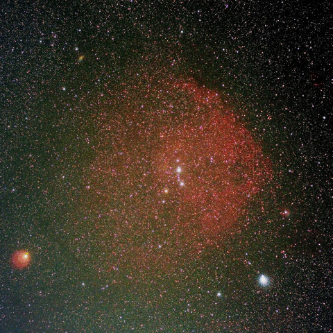 自宅前からのエンゼルフィッシュ