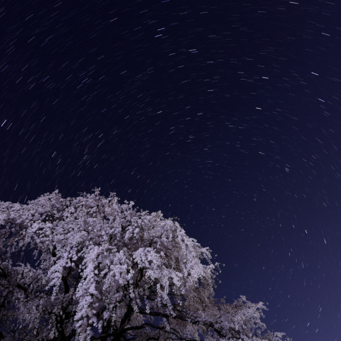 満開の桜と北天の星