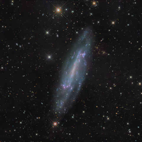 NGC4236