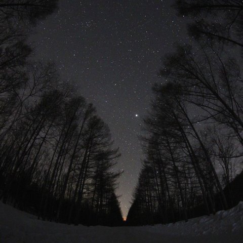 冬のカラマツ並木