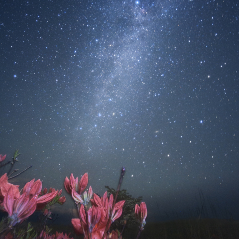 レンゲツツジと銀河