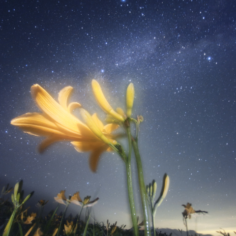 ニッコウキスゲと夏の大三角