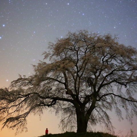 上発知のシダレザクラ