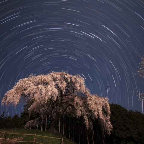 乙ヶ妻の枝垂桜