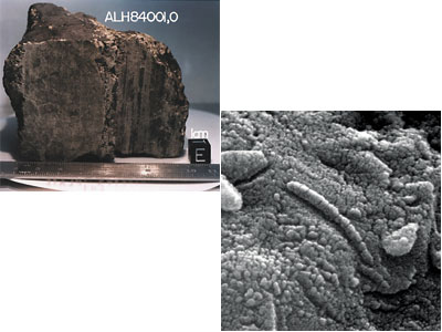 火星隕石『ALH84001』と小さな生き物のような化石