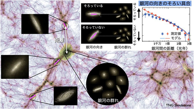 銀河の向きがフィラメント状のダークマター分布の重力に向かってそろう様子 銀河の向きがフィラメント状のダークマター分布の重力に向かってそろう様子